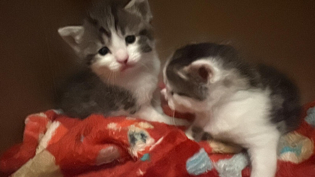 2 Kittens for sale
