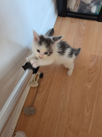 TICA REGISTERED STUNNING KITTENS