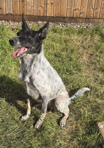 collie for rehoming
