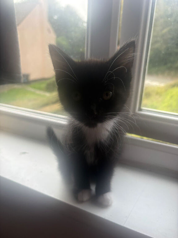 Gorgeous black and white kittens