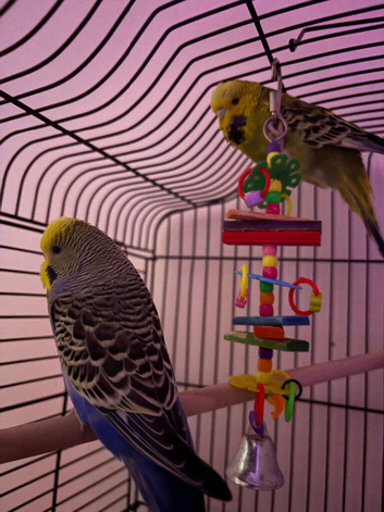 Two Bonded Budgies - Green & Blue - Large Cage & Accessories Included