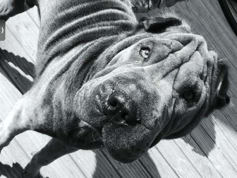 Male Sharpei for stud