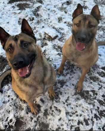 German Shepherd x Belgian Malinois Brothers Looking For Their Forever Home