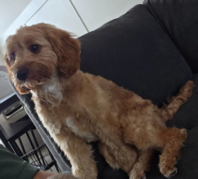 6 month old cavapoo female