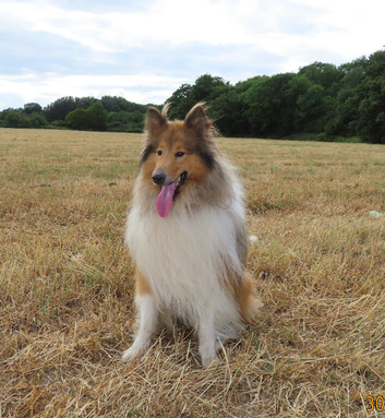Rough collie stud
