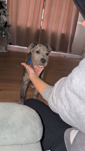 Puppy for sale