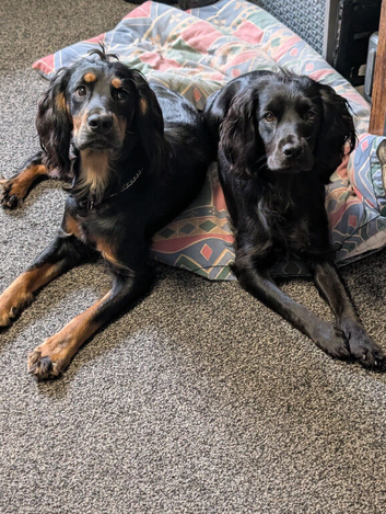 Working Cocker Spaniel Puppies