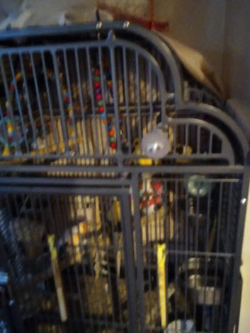 Canaries