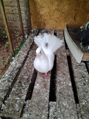 Pigeons looking for a new home.