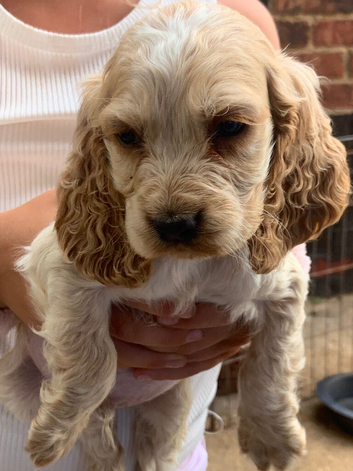 Show Cocker spaniels