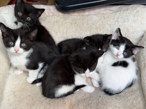 Kittens ready for new home NOW