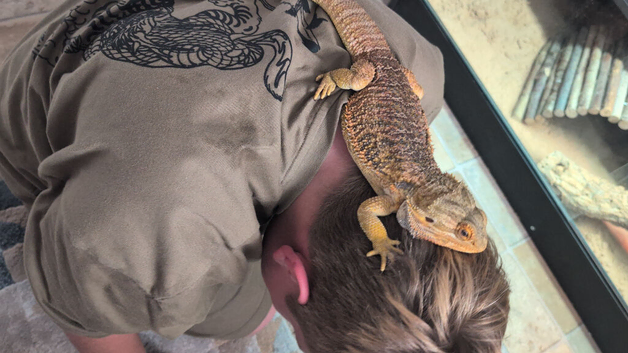 Bearded dragon