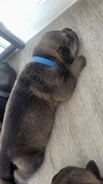 German shepherd cross puppies