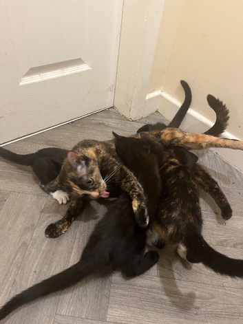 8 kittens for sale