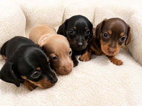 2 Black and Tan Miniature dachshund puppies