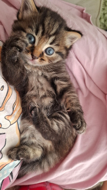 5 Adorable Kittens Looking for Loving Homes