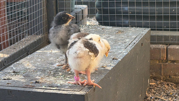 orpington chicks