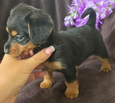 (Dorkie  )  dachshund x Yorkshire terrier