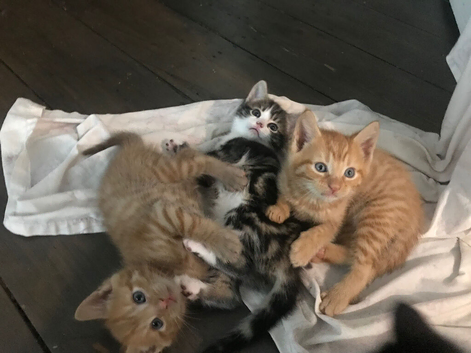 kittens
