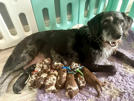 Rare tri Merle mini labradoodles