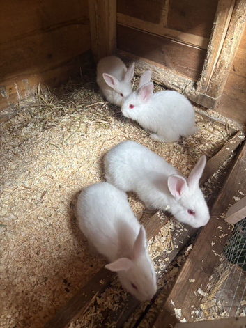 Newland white babies