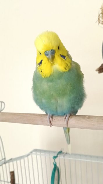 Beautiful 1&frac12;-Year-Old Male Budgie - Looking for a Loving Forever Home