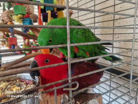 Wonderful Breeding Pair of Eclectus Parrots with a 2 day old chick for Sale