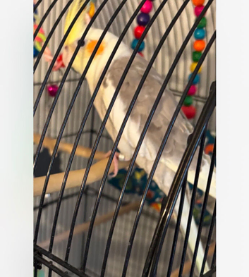 Male grey and female white cockatiel pair