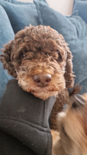 Rehoming my beautiful cockerpoo