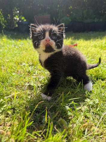 BSH mixed breed kittens