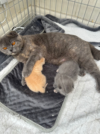 British Shorthair Kittens