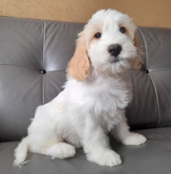 COCK-A-CHON puppies for sale