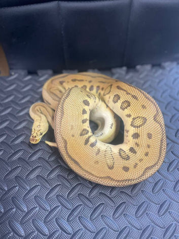 Pastel Batman female proven