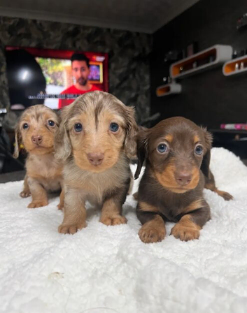 Longhair Dachshunds Chocolate & Dapple