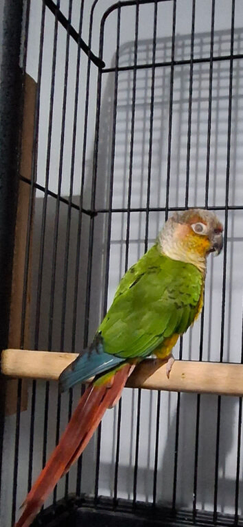 Green cheek conure