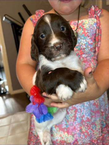 Gorgeous English Springer Spaniel Puppies 2x boys left