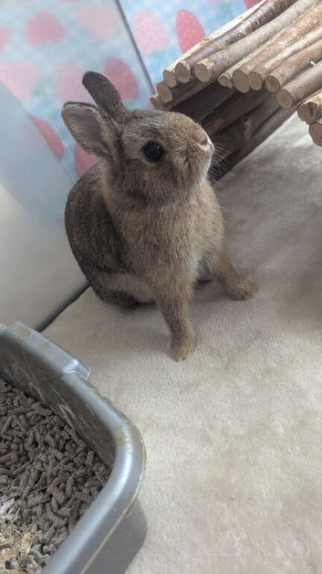 Beautiful Netherland dwarf bunnies