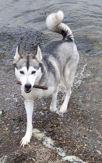 Last pup Maya. 5 months