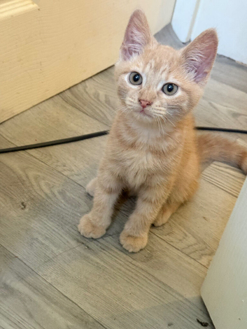 Beautiful little ginger boy