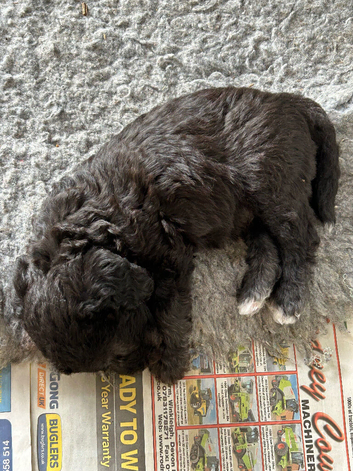 Bedlington pedigree (blue )