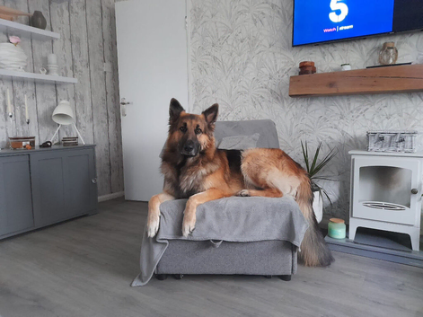 3 year old German Shepherd male
