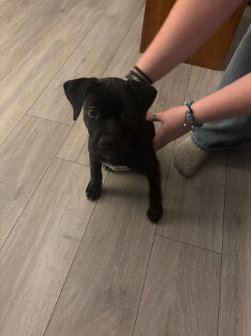 Beautiful Lab x Staff puppy