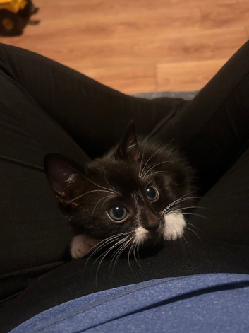 Last kitten - born 1st March