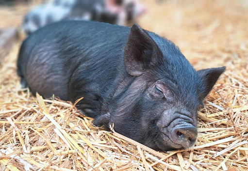 Kune Kune Girls Ready To Leave 4th September at 9 weeks old :)