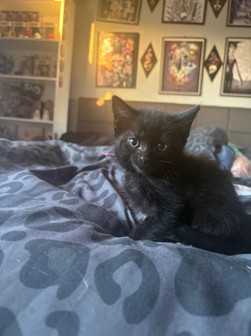 2 GORGEOUS FEMALE KITTENS LOOKING FOR THEIR FOREVER HOMES