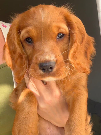 Beautiful Sprocker Spaniel puppies from loving family home.