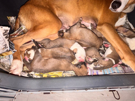 2nd gen bull greyhound pups
