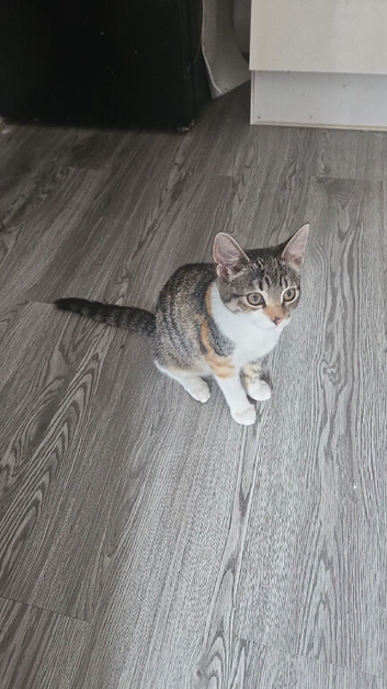 Stunning 4 month old kitten