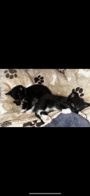 1 tabby, 1 all black, 2 tuxedos