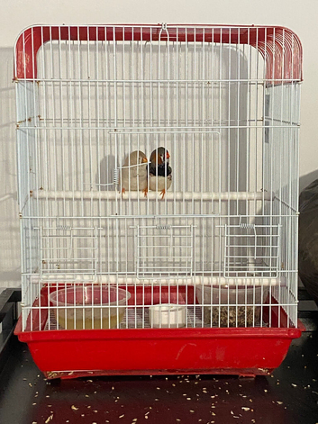 White Bengal Finch